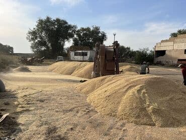 уголь каракече бешсары шабыркуль каражыра доставка бишкек купить: Семена: Пшеница — 2