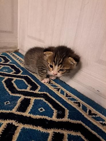 котята лысые: Нашелся совсем маленький котёнок. Отдам в добрые руки, кто — 1