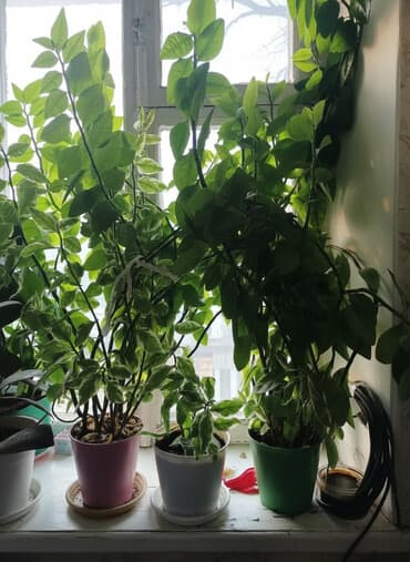 цветок букет: Гул сатылат. Договорная цена — 1