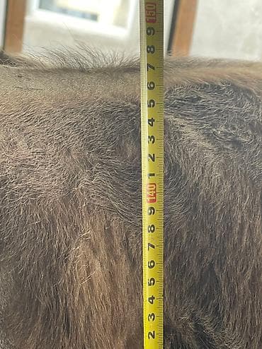 Мышыктар: Сатам | Бука (эркек) | Швиц | Бордоп семиртүү үчүн — 5