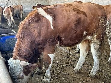 шарпей собака: Продаю | Бык (самец) | Симментальская, Монбельярд | Для разведения | Племенные — 4