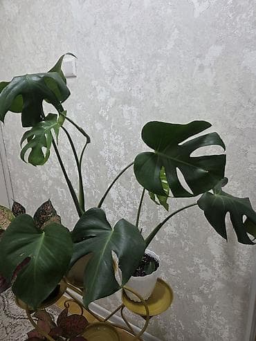plaud note: Комнатные декоративно-лиственные растения (подборка сортов) - — 5