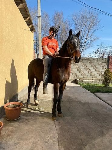 док собака: Продаю | Жеребец — 1