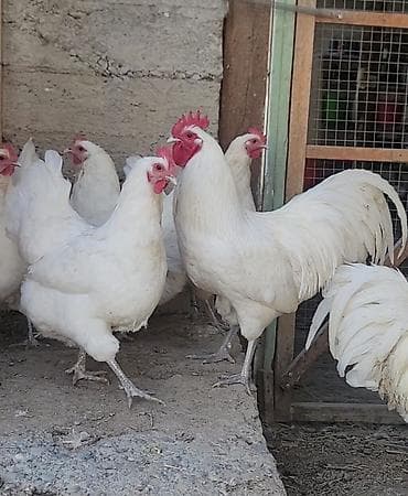 Продаю | Куры | Для разведения