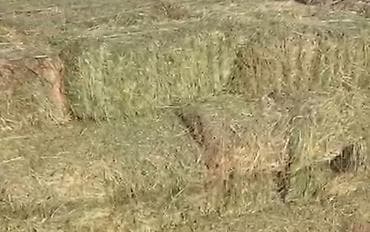 уй саатылат: Сено в тюках.

Беде 300 сом — 1