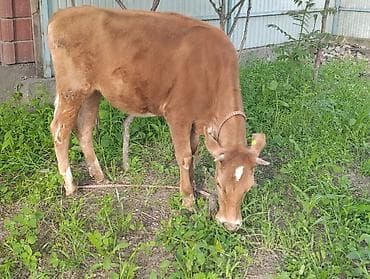 куна: Продаю | Корова (самка), Тёлка, Музоо, торпок | Алатауская | Для разведения — 6