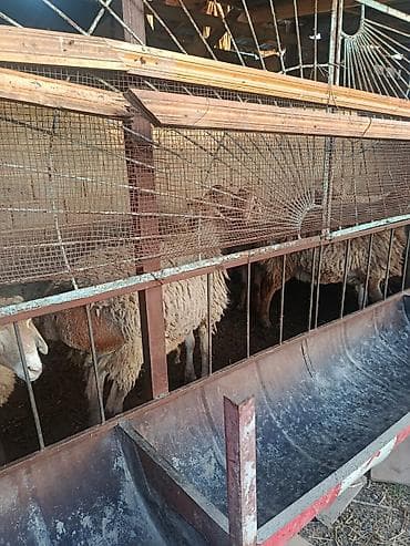 карликовые козы: Продаю | Баран (самец) | На забой — 2