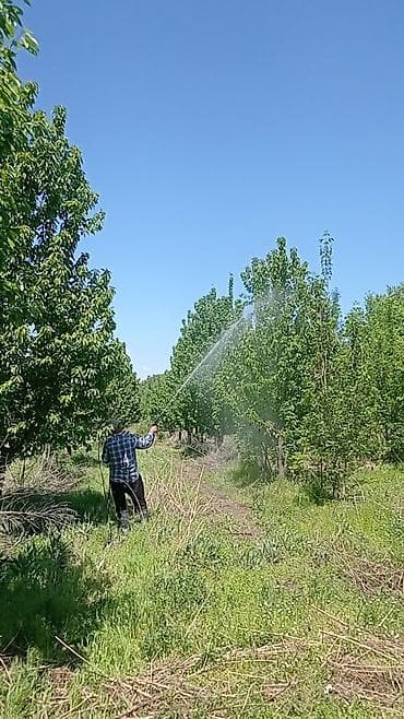 химчистка на дому: Дезинфекция, дезинсекция — 7