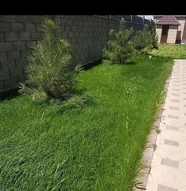 Кызматтар: Посеем газон 🌿 есть гарантия если один квадратный метр по 300 сом /под — 3