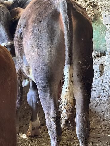 гуси линда: Продаю | Бык (самец) — 5