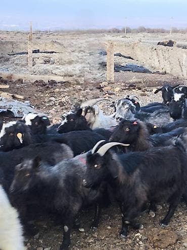 белая кошка: Продаю | Коза (самка) | Для разведения — 3