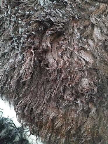 шырдак цены: Килем Колдонулган — 5