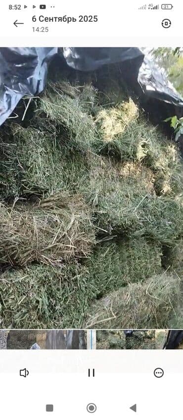 Аквариумы: Продаю клевер тюки хорошие 2 укоса — 3