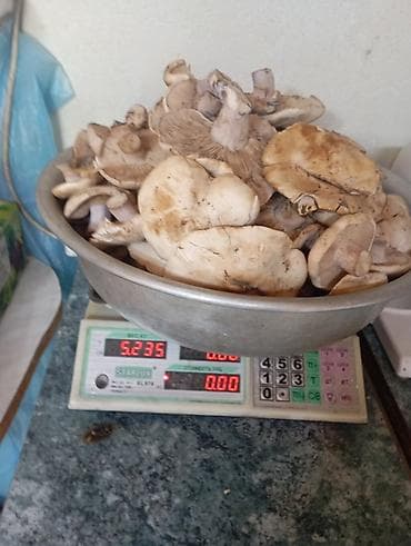 пл: Грибы Синеножка горные - Сортировка крупные и средние шляпки, с — 1