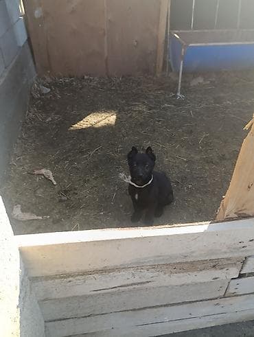 ит мал айдаган: Ит бекер берилет: Бельгия овчаркасы, 2 айлык, Эркек, Эмделген — 4