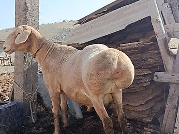 Үй жаныбарлары үчүн товарлар: Сатам | Кочкор (эркек) | Арашан | Көбөйтүү үчүн | Асыл тукумдуу — 2