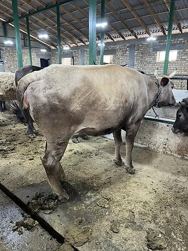 кукурузные хлопья: Продаю | Корова (самка) | Алатауская, Бельгийская, Абердин-ангус | Для молока | Племенные — 10