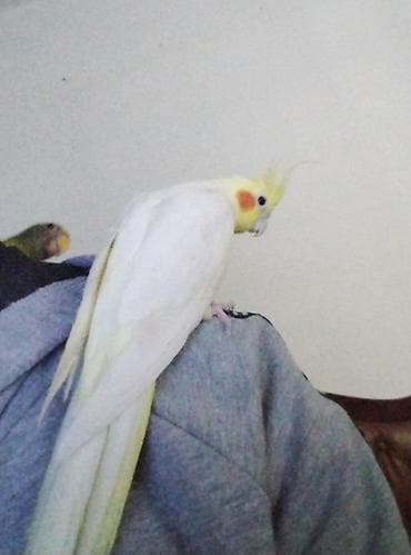 утка лалафа: Продаются две здоровые и ухоженные кореллы. 🐦 Описание птиц: 1 корелла — 10