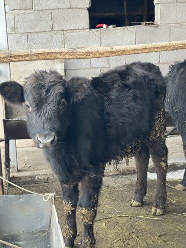Зоотовары: Продаю | Бык (самец), Музоо, торпок | Ангус | Искусственник — 1