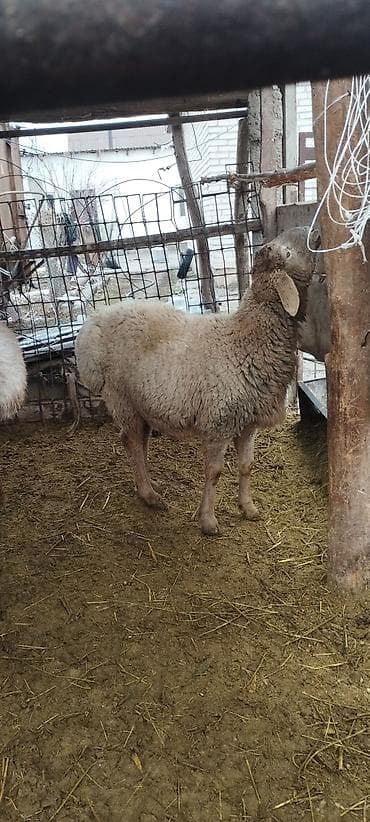 Кошки: Продаю | Баран (самец) | Для разведения | Осеменитель — 3