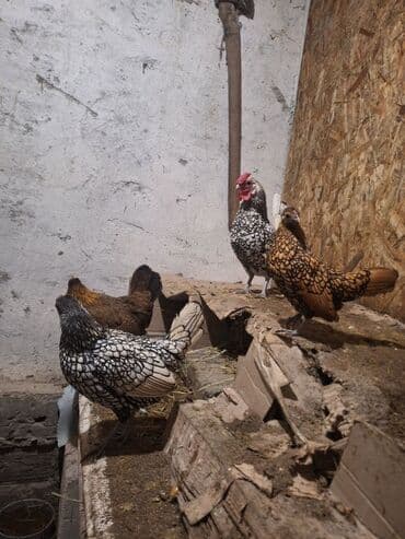 гнездовой домик для волнистых попугаев: Продам пару сибрайт — 1