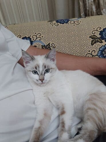 Кошки: Отдам в хорошие руки очаровательную котёнку 🐾 Возраст — меньше года. ✨ — 1