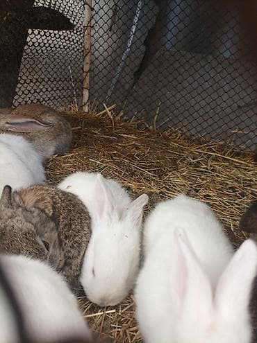 продаю кролики: Продаю | Крольчата | Декоративная | Для разведения — 1