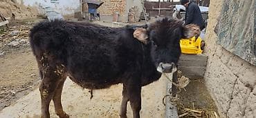 быки: Продаю | Бык (самец) | На откорм | Привязанные — 2