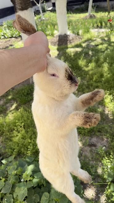 рекс койондор: Сатам | Эркек коен | Калифорния | Көбөйтүү үчүн — 1