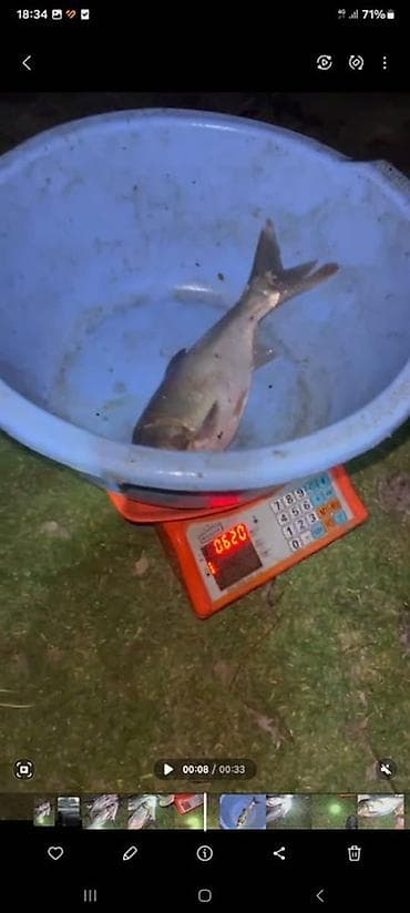 кукуруза качан: Недоросток 600-400-300грамм срочно срочно звоните живой на зарыбление — 3