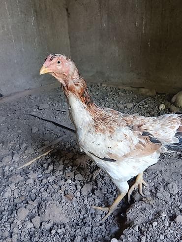 продам курей: Продаю | Куры | Бойцовая | Для разведения — 4