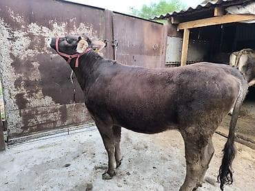 монгол ат: Продаю | Бык (самец) | Алатауская | На откорм | Привязанные — 3