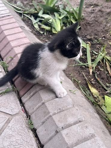 кошки продаются очень бесплатно: Котята мальчишки и одна девочка Отдадим в добрые руки ДОСТАВИМ по — 3