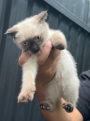Котёнок с яркими голубыми глазами. Хочу отдать в добрые руки котят Им at lalafo.kg Котёнок с яркими голубыми глазами. Хочу отдать в добрые руки котят Им