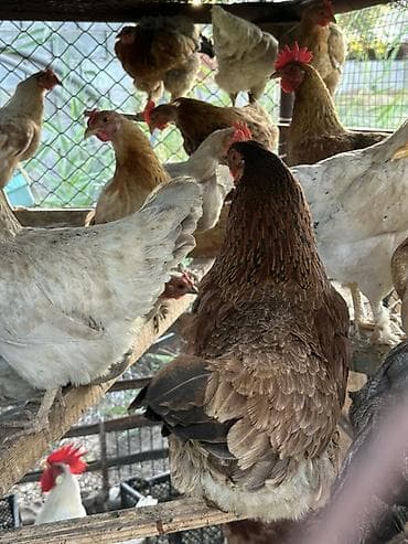 бойцовский кури: Продаю | Куры | Для разведения — 8
