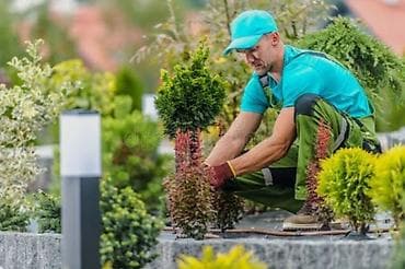 расада помидор: Предлагаются услуги по уходу за садом и ландшафтному дизайну. Включают — 8