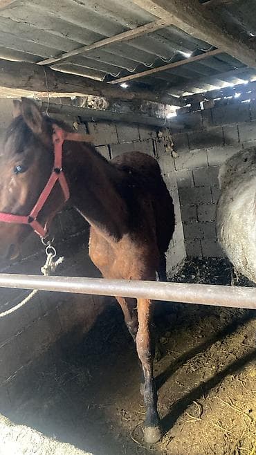 улуу тоо: Сатам | Байтал | Көбөйтүү үчүн — 4