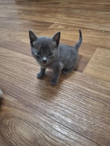 2 месяца, Девочка at lalafo.kg 2 месяца, Девочка