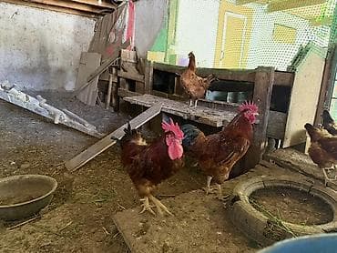 гнезда для птиц: Продаю | Куры, Петух — 5