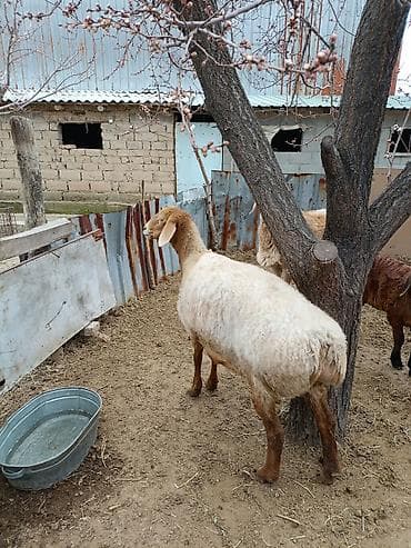овчарки в дар: Продаю | Овца (самка) | Романовская | Для разведения | Матка — 2