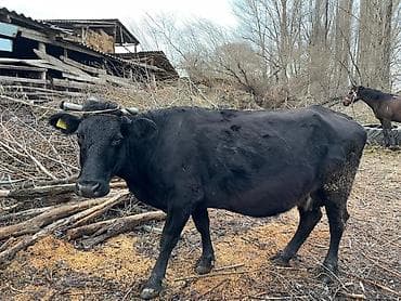 молочная карова: Продаю | Корова (самка) | Для разведения | Привязанные — 1