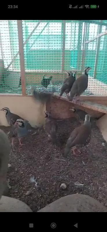 Продаю кекликов