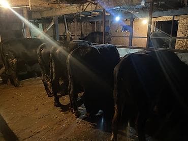 самый лучший сильный умный собака: Продаю | Бык (самец) | Полукровка, Алатауская, Швицкая | На откорм | Осеменитель — 5