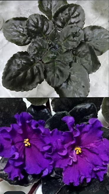 круглый холст: Продаю цветущие и не цветущие фиалки 🌺🌺🌺 .Нахожусь в районе Тоголок — 6