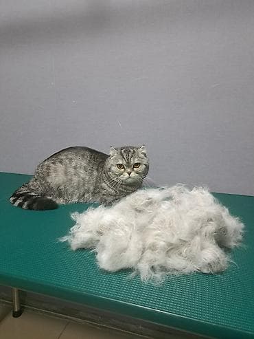 где можно подстричь кота: Экспресс линька для кошек. Груминг кошек. Стрижка кошек. Вычес шерсти — 3