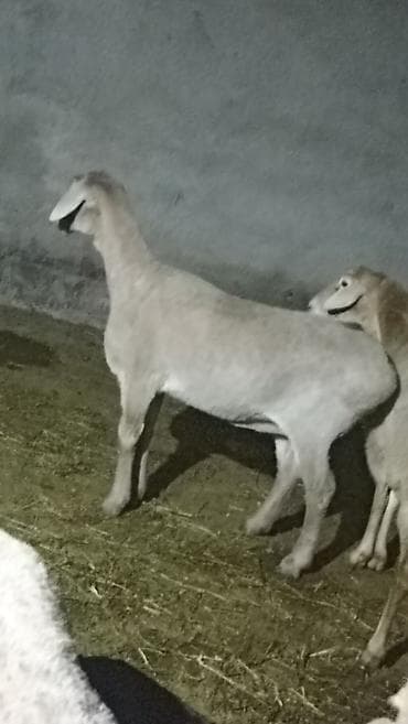 вязка ош кошек: Продаю | Баран (самец) | Полукровка | Для разведения — 4