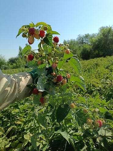 малина продаю: Малина (ремонтантная) –Полька саженцы - Ягоды плотные — 3