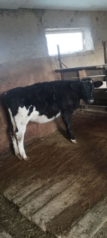 продажа щенков немецкой овчарки с документами в бишкеке: Сатам | Кунаажын | Швиц | Көбөйтүү үчүн, Сүт алуу үчүн | Жасалма уруктандырылган — 1