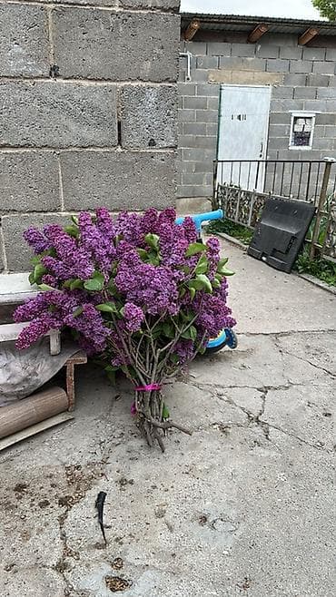 сирень букет: Сирень букеты колированная крупная Продаю на букеты звонить по — 2