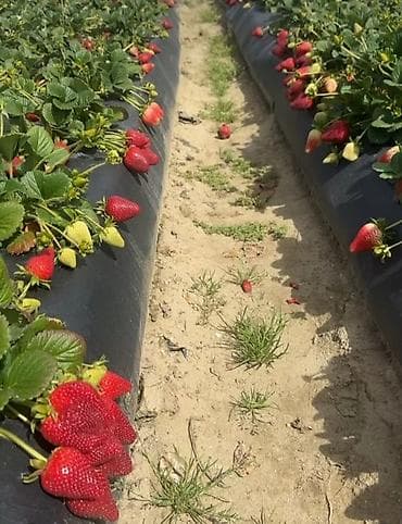 продам клубнику: Продаю рассады клубники. Сорт: Мурано, крупные, долго играющий — 2